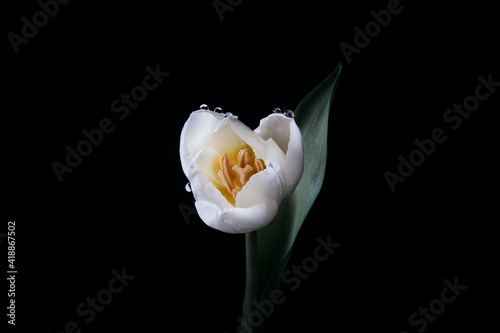 Beautiful white tulip with water drops macro photo