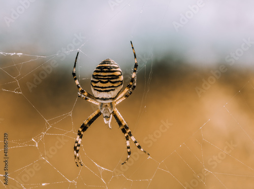 Detailreiche Nahaufnahme einer gebänderten Wespenspinne die mit den Kopf nach unten in ihren Spinnennetz auf Beute lauert. photo