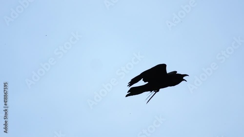 black raven spreading its wings flies in the sky