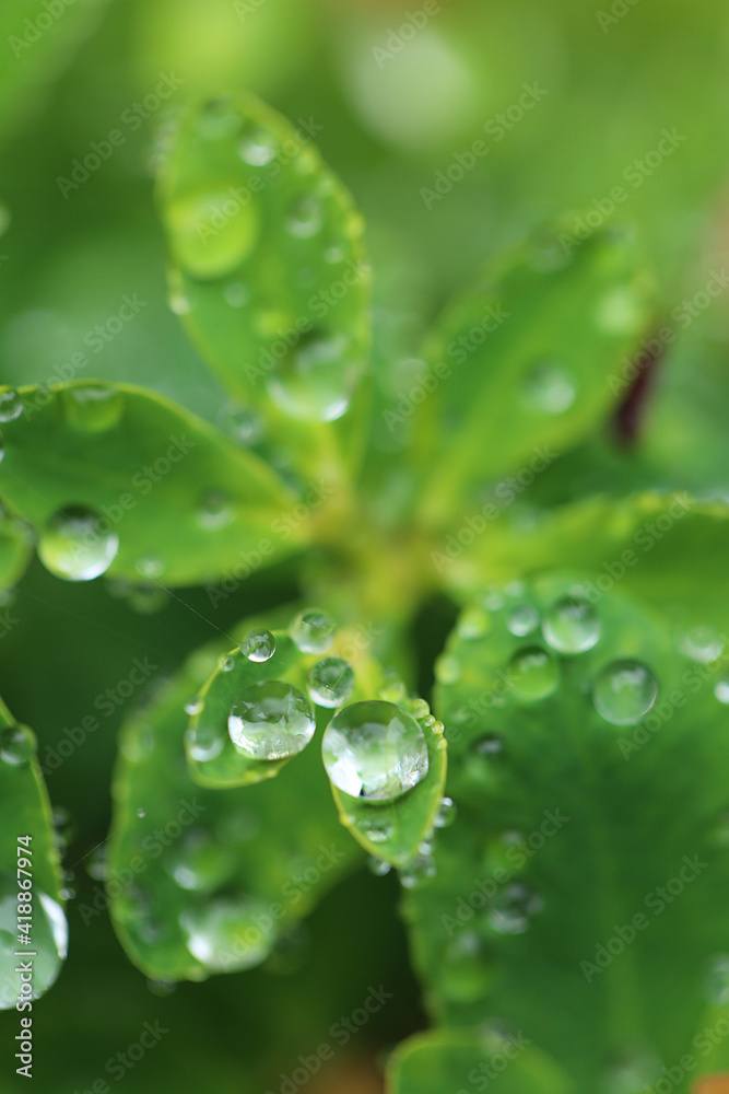 Earth Day. Ecological concept. Green leaves with water drops on bright green background.Beautiful nature background.Green plants on green background Earth Day. Ecological concept. Green leaves with water drops on bright green background.Beautiful nature background.Green plants on green background