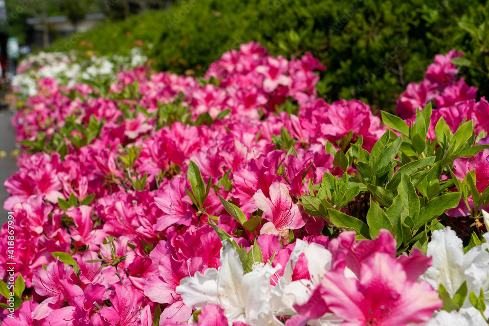 Beautiful range of colorful pink and white flowers in the garden field. Sunny day in morning time in Japan. Beautiful range of colorful pink and white flowers in the garden field. Sunny day in morning time in Japan.