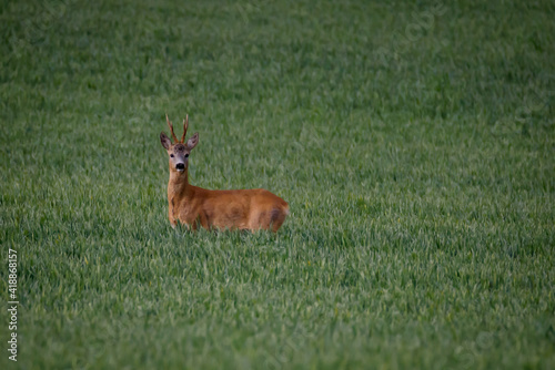 Selective focus photo. Roe deer at field.