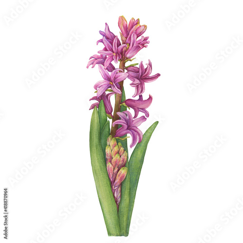 Pink Hyacinthus orientalis blooming flower (garden hyacinth, fairy flower, bell bottle, snowdrop). Watercolor hand drawn painting illustration isolated on white background. © arxichtu4ki