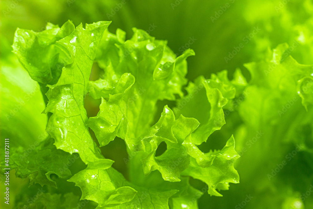 Lettuce salad leaves close up. Lettuce foliage texture wallpaper Lettuce salad leaves close up. Lettuce foliage texture wallpaper