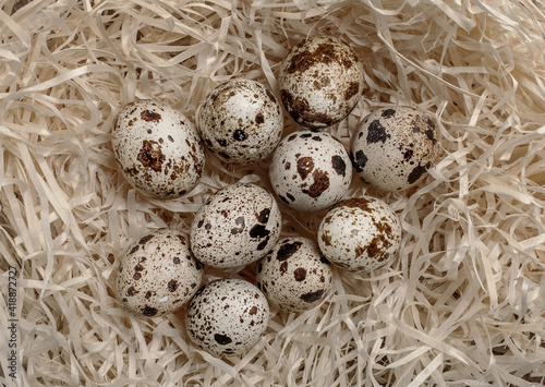 Fresh raw quail eggs. Protein diet. Healthy food.