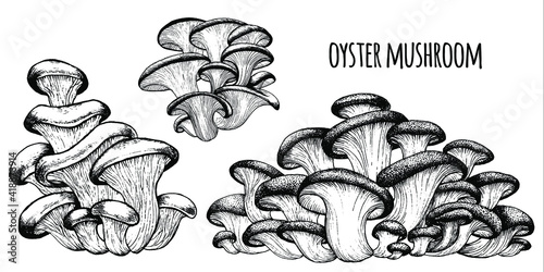 Oyster mushrooms Vector illustration hand drawn, family of edible mushrooms, graphic drawing with lines, Healthy organic food, vegetarian food, fresh mushrooms isolated on white background photo