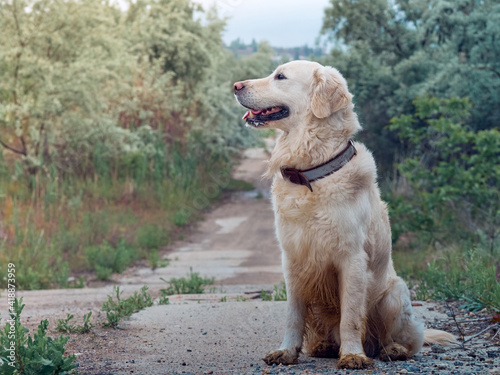 Portrait of golden retriever dog