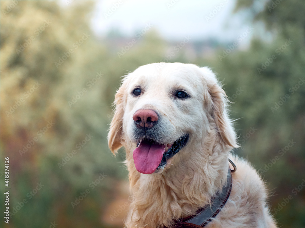 Portrait of golden retriever dog