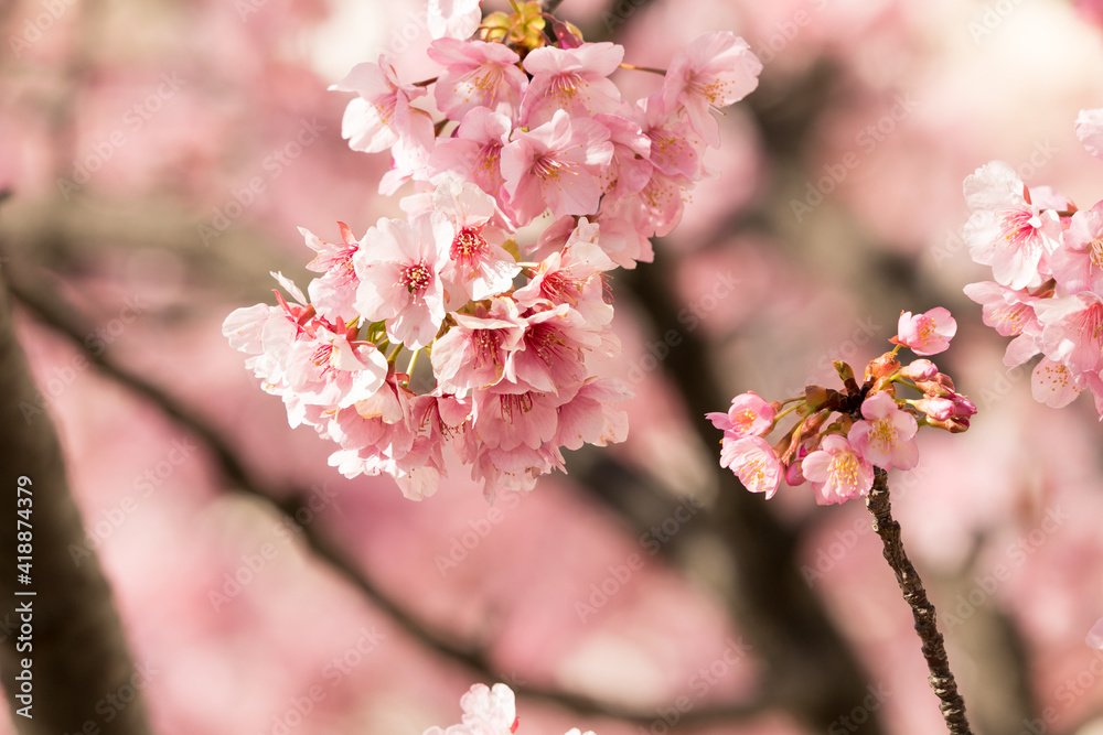 満開の河津桜　東京都江戸川区　日本