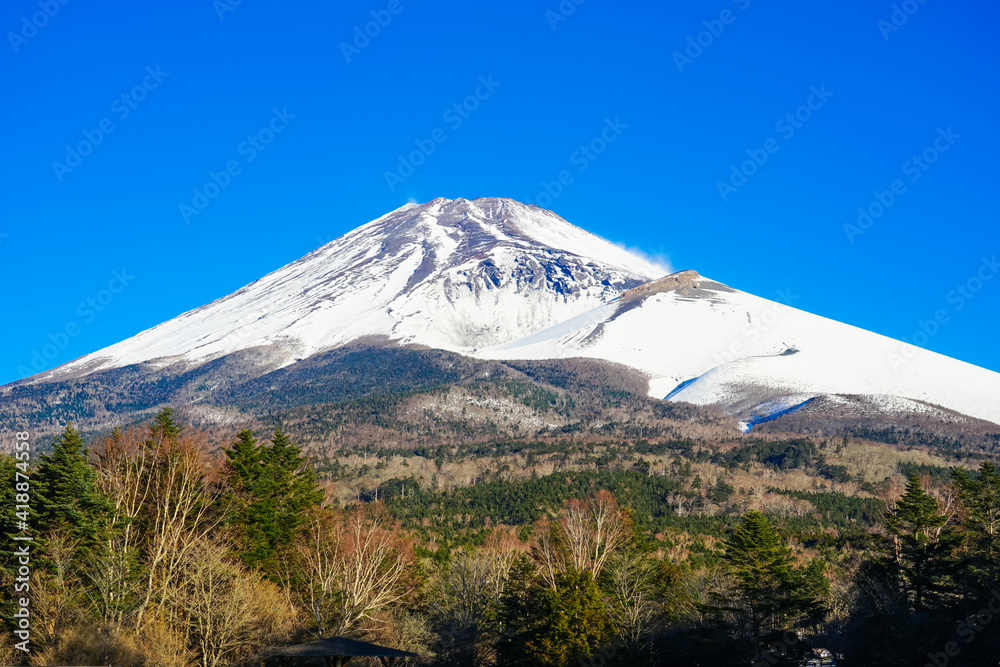 青空を背景に迫るような冬の富士山（水ヶ塚公園）