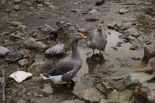 big grey ducks in a river shore