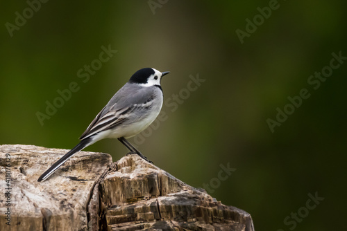 Selective focus photo. White wagtail bird. Motacilla alba.