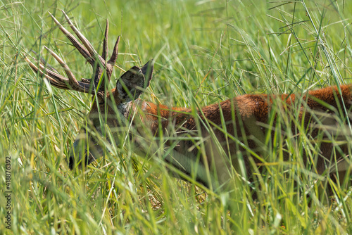 Marsh deer adult male with horns, grazing in green field with tall grass