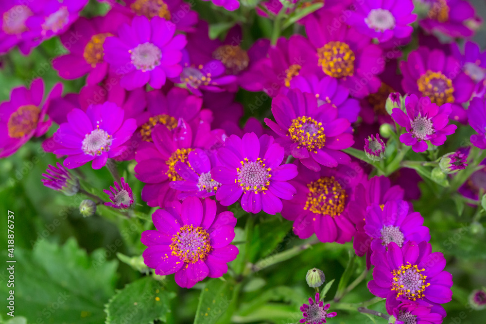 Obraz premium Colorful flowers cineraria blooming outdoors in spring，Pericallis hybrida