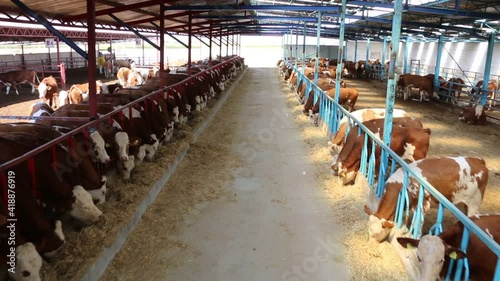 cattle breeding farm. Simental calf photo