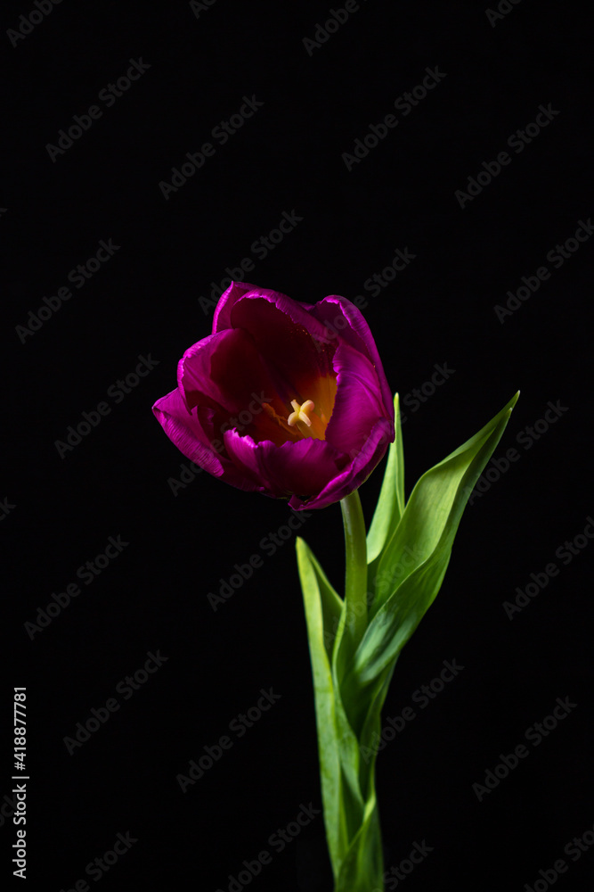 Tulip on a dark background. Lilac tulip on a black background. Spring Flower. Tulip on a dark background. Lilac tulip on a black background. Spring Flower.
