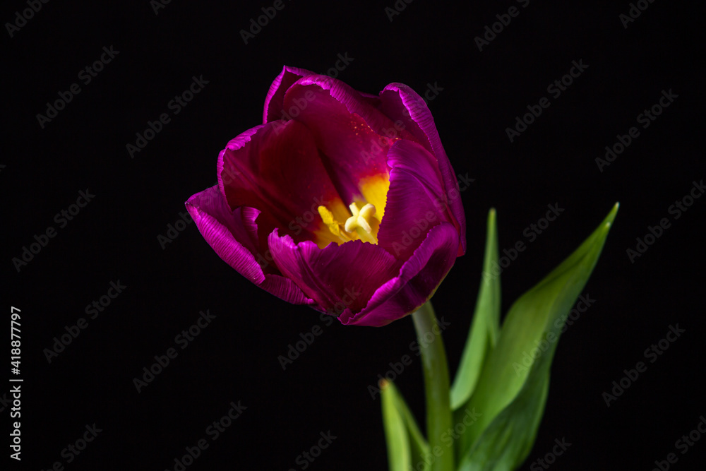 Tulip on a dark background. Lilac tulip on a black background. Spring Flower. Tulip on a dark background. Lilac tulip on a black background. Spring Flower.
