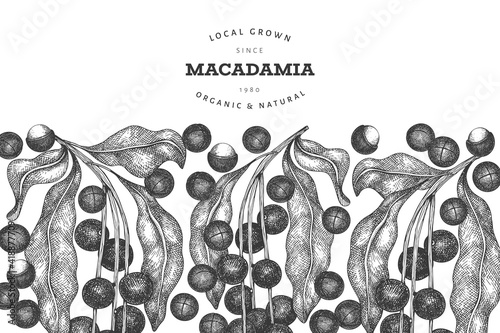 Hand drawn macadamia branch and kernels design template. Organic food vector illustration on white background. Retro nut illustration. Engraved style botanical banner.