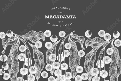 Hand drawn macadamia branch and kernels design template. Organic food vector illustration on chalk board. Vintage nut illustration. Engraved style botanical banner.