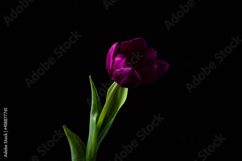 Tulip on a dark background. Lilac tulip on a black background. Spring Flower.