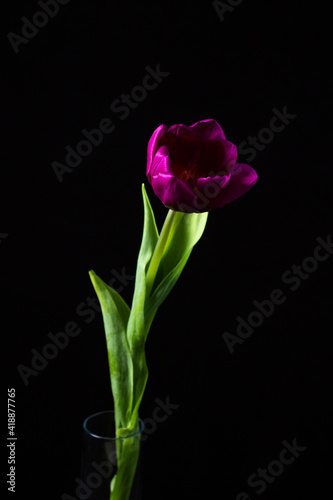Tulip on a dark background. Lilac tulip on a black background. Spring Flower. © Ruzanna