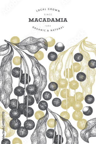 Hand drawn macadamia branch and kernels design template. Organic food vector illustration on white background. Retro nut illustration. Engraved style botanical banner.