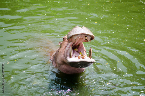 hippopotamus opened his mouth, waiting to eat