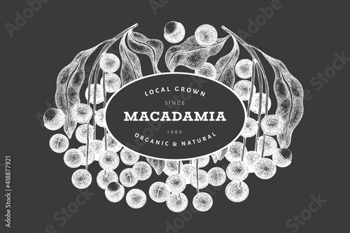Hand drawn macadamia branch and kernels design template. Organic food vector illustration on chalk board. Vintage nut illustration. Engraved style botanical banner.