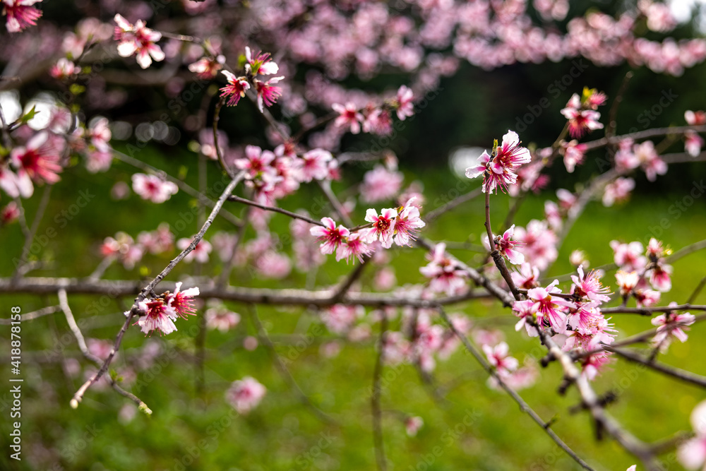 Plum blossoms in the spring Plum blossoms in the spring