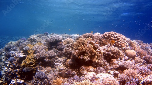 Red fish and coral reefs during a scuba dive