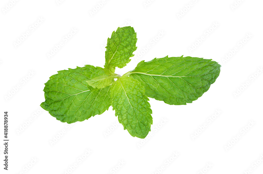 Mint leave (Melissa officinalis) isolated on white background with clipping path. Mint leave (Melissa officinalis) isolated on white background with clipping path.