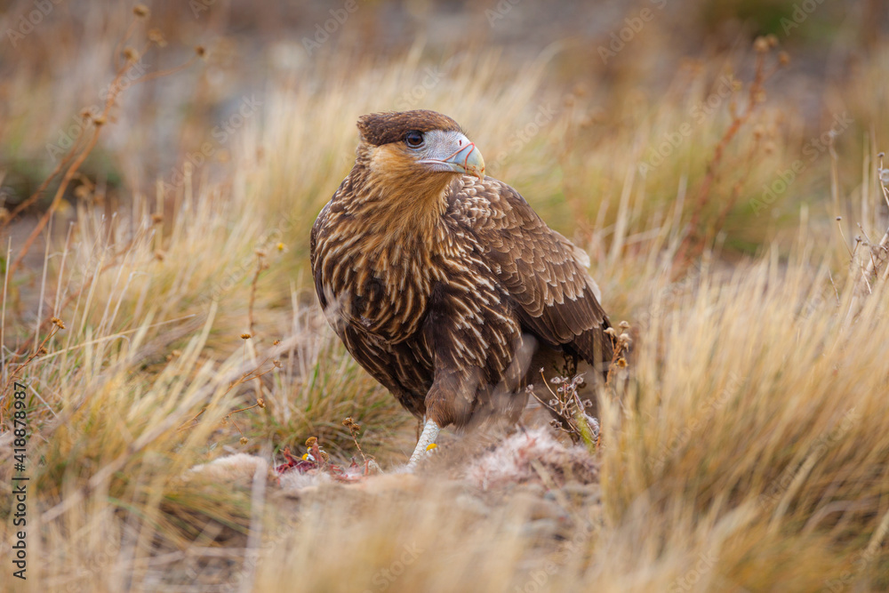 Juvenile Crested Caracara (Polyborus plancus) scavenging on a dead Rabbit Juvenile Crested Caracara (Polyborus plancus) scavenging on a dead Rabbit