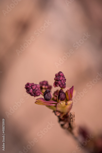 Bodinier`s beautyberry callicarpa bodinieri with lilac, purple spring flowers photo