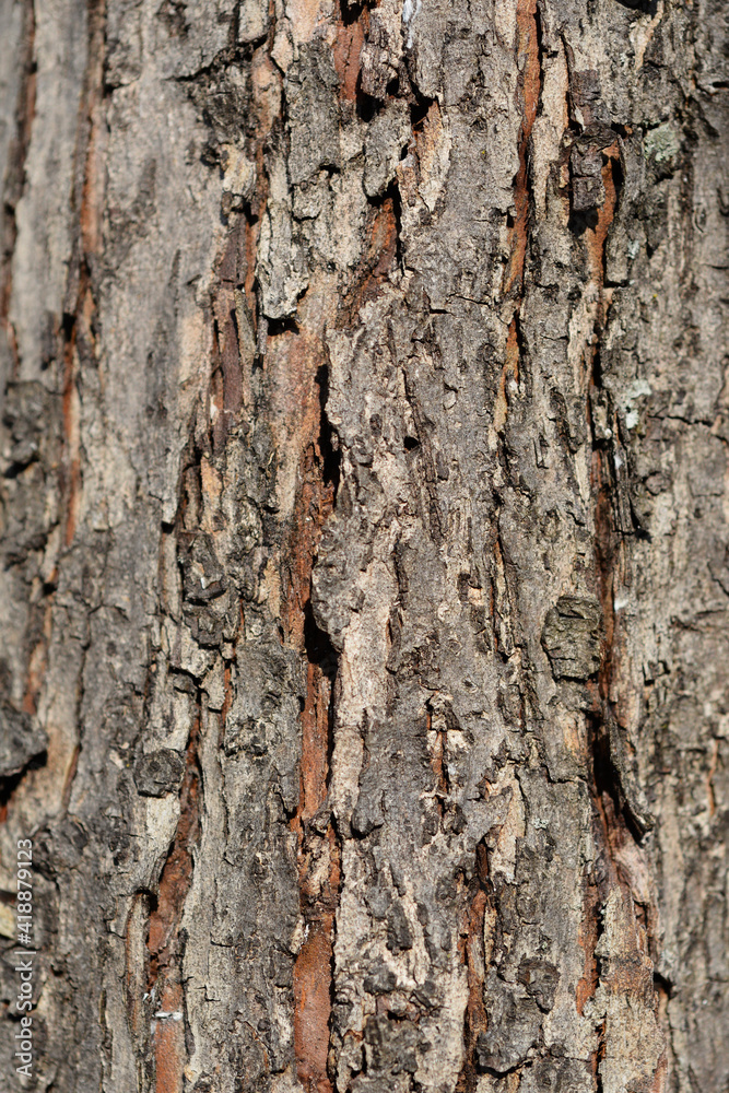 Obraz premium Common Hawthorn