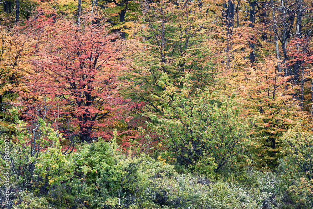 Close up of a Lenga forest in autumn colours Close up of a Lenga forest in autumn colours