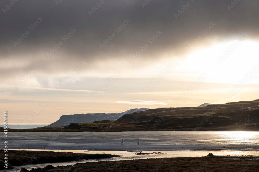 Obraz premium Two swans in the setting evening at Svínavatn in the west of Iceland.