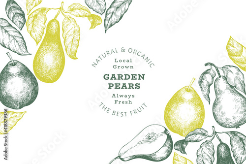 Pear design template. Hand drawn vector garden fruit illustration. Engraved style garden retro botanical banner.