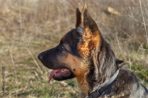 Close Up 3 Months Old German Shepherd Puppy