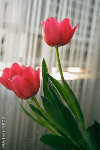 red tulips in a vase