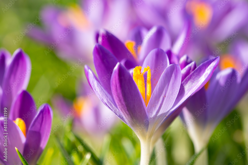 Crocus vernus, in spring Crocus vernus, in spring