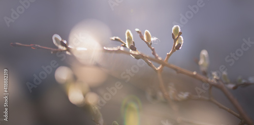 snow covered branches of a willow