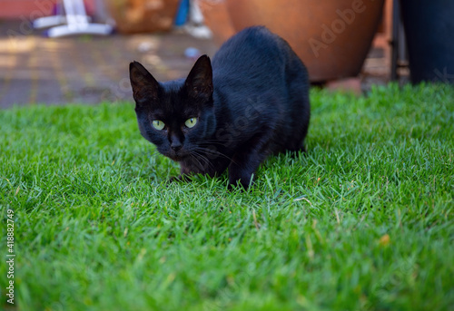 black cat on grass, black cat, 
