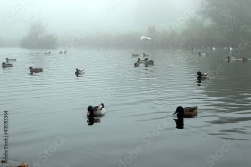 ducks on the lake on a foggy day