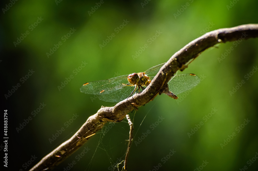 DRAGONFLY - Insect perched on on a branch in the forest
DRAGONFLY - Insect perched on on a branch in the forest