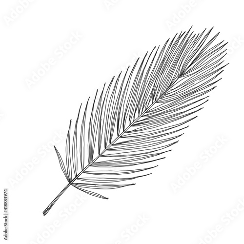 Palm branch, retro hand drawn vector illustration.