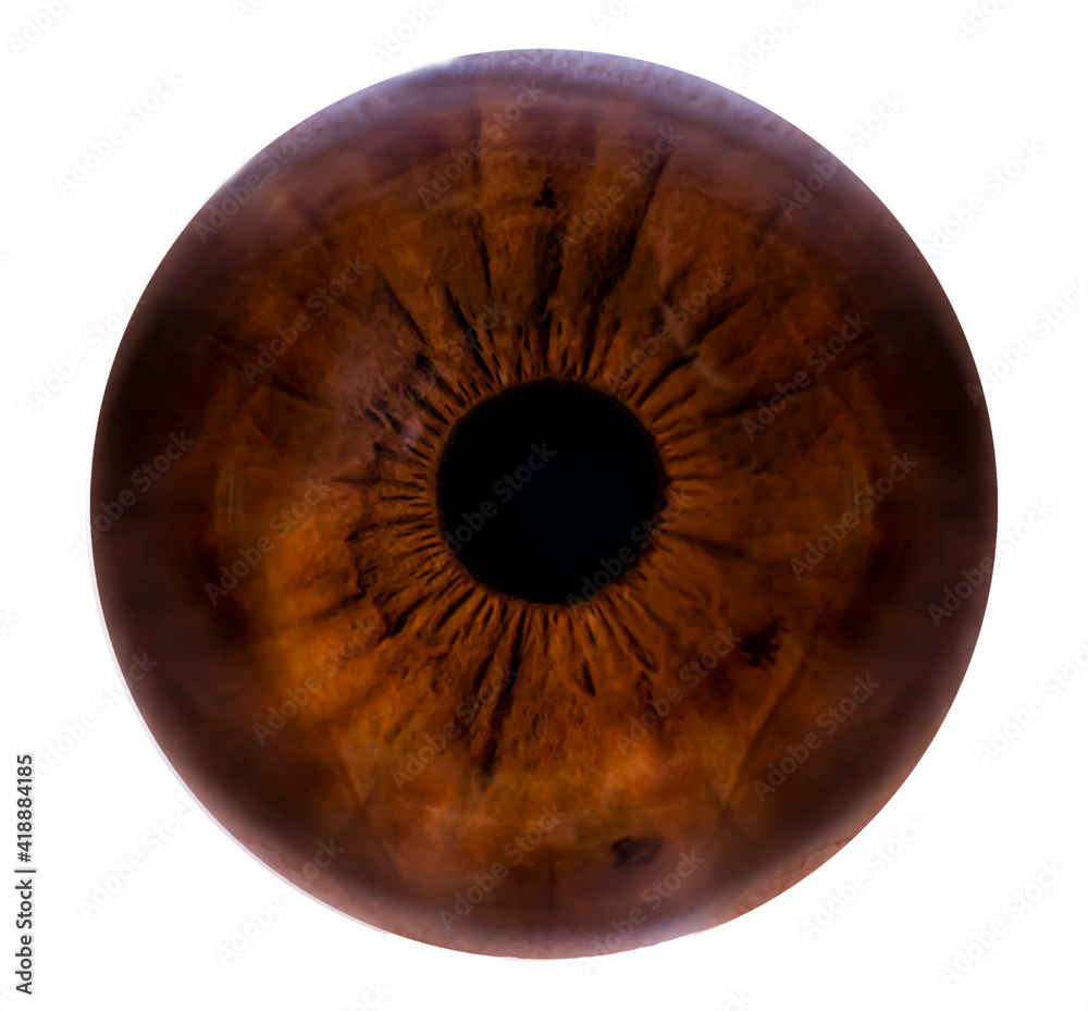 brown eye pupil macro photo. brown eye pupil macro photo.