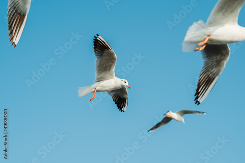 Seagulls flying against the blue sky at Okha Port in Okha, Gujarat, India  © Shiv Mer