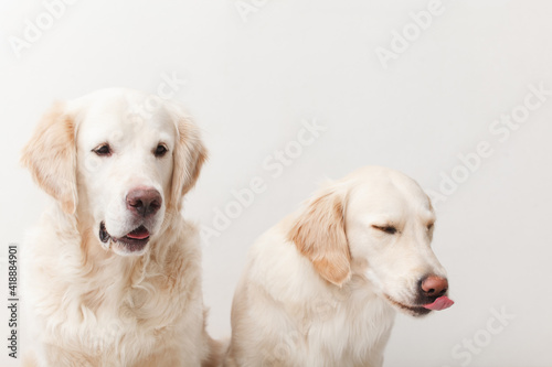 Portrait of a couple of expressive Golden Retriever dogs against white background close-up
