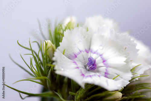  Delightful lily flower bouquet and detail  isolated on background.