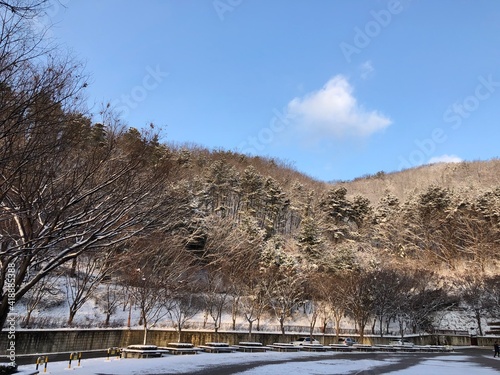 snow covered trees